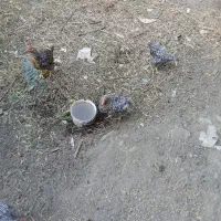 مرغ و خروس امروک
