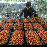 اجاره باغ میوه پذیرفته میشود|خدمات باغبانی و درختکاری|خوی, |دیوار