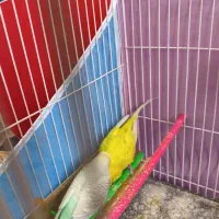 مرغ عشق جفت|پرنده|گلبهار, شهر جدید گلبهار|دیوار