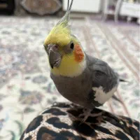 عروس هلندی نر سخنگو کاملادستی