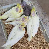 جوجه عروس هلندی سرلاکی