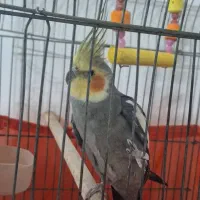 عروس هلندی سخنگو