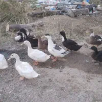 اردک