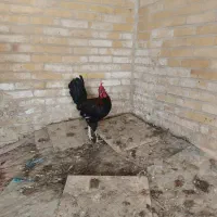 جوجه خروس محلی