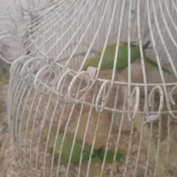 یک جفت شاه توتی مولد وسه تا مانگو یک نر ودو ماده