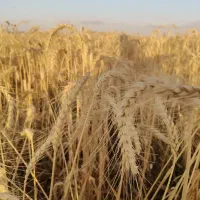 فروش گندم دیم بذری