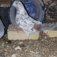 دوتا کبوتر پرشی