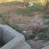 سگ پاپی|سگ|قمصر, |دیوار