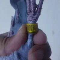 مولد|پرنده|اهواز, شریعتی جنوبی|دیوار