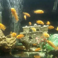 آکواریوم خم پمپ هوا ۲۰ عدد ماهی ماکرو زرد