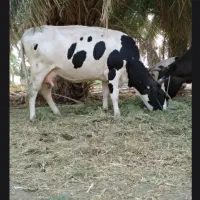 فروش فوری گاو آبستن|حیوانات مزرعه|بمپور, |دیوار