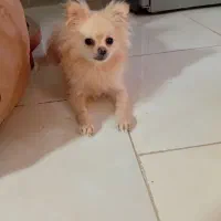 پامر ماده|سگ|مشهد, کارگران|دیوار