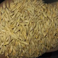 جو بذری درجه یک|لوازم جانبی حیوانات|کوهدشت, |دیوار