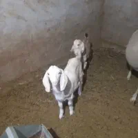 باسلام فروش دوعدد کره نر پاکستانی به فروش می‌رسد