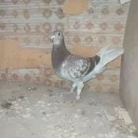 کبوتر مسافتی مایا