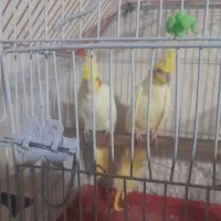 عروس هلندی لوتینو