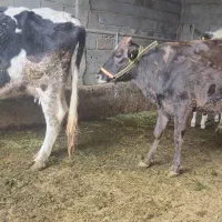 گاو ابستن|حیوانات مزرعه|مسجد سلیمان, |دیوار