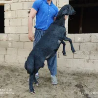 قوچ های قره قزل