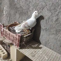 پشتی خوشکل|پرنده|تربت جام, والفجر|دیوار