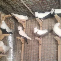 ۹تاکبوترسفیددمسیاه باهم کفتر