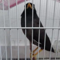 مرغ میناسخنگو