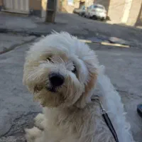 دوعدد سگ  نر و ماده  شیتزو و پامر|سگ|ورامین, ورامین|دیوار