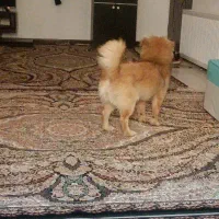 فروش سگ پامرانین نژاد پیکنوا|سگ|فردیس, قریشی|دیوار