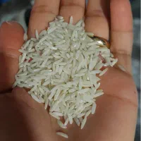 طارم هاشمی
