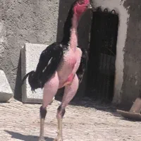 خروس لاری دنگ بالا