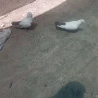 جفت دمبی
