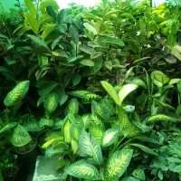 انواع گل و گلدان آپارتمانی