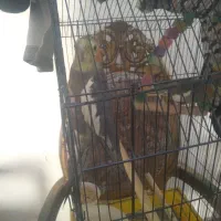 سه عدد عروس دستی