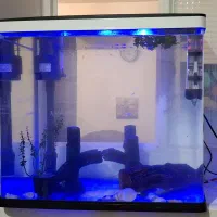 آکواریوم دلسا k500|ماهی|آبیک, |دیوار