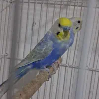 مرغ عشق های رینبو ورنگین کمانی جفت