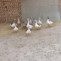 حیوانات مزرعه