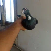 ماده سیاه پلنگ خشگل