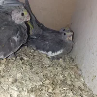 دوتا جوجه عروس صحیح و سالم ب شرط|پرنده|قم, شهرک سازمان آب|دیوار