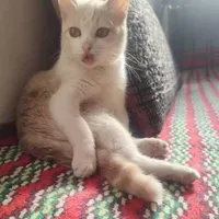 واگذاری گربه ماده و دوتا بچه نوزاد