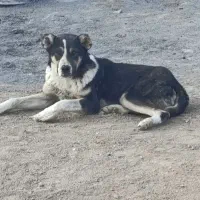 دو سگ نر افقان ونر دو رگه