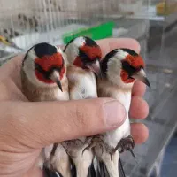 فروش سهره های رسمی  مست کرمانی