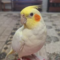گمشده