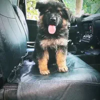 ژرمن شولاین خرسی مو بلند