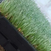 علوفه هیدروپونیک تازه گندم و جو|حیوانات مزرعه|نسیم‌شهر, |دیوار