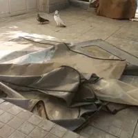 پرنده