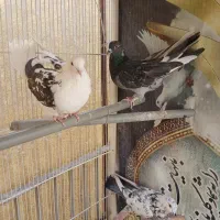 کفتر|پرنده|تهران, شوش|دیوار