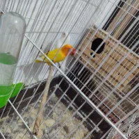 دو جفت طوطی برزیلی مولد|پرنده|شوش, |دیوار