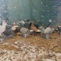 کفتر  جوجه مسافتی پلاکی المانی