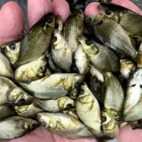 حراج بچه کپورسفید مستقیم از استخردار