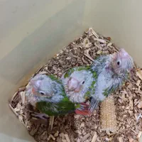 جوجه گرینچیک،عروس هلندی