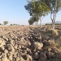 زمین کشاورزی با اب کافی|فروش زمین و ملک کلنگی|اشترینان, |دیوار